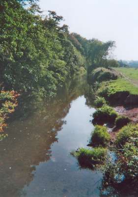 River Otter